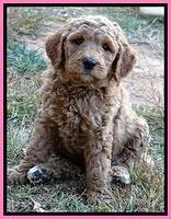 BT pups 7 weeks old 29100