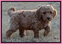 BT pups 7 weeks old 30100