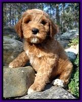 BT 8 wks old  15