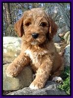 BT 8 wks old  25