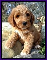 BT 8 wks old  35