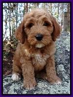 BT 8 wks old  45