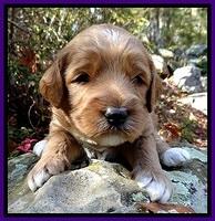 BT pups 3 wks old 361