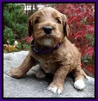 BT pups 4 wks old 211