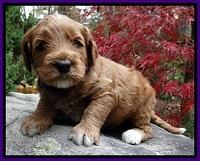 BT pups 4 wks old 241