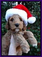 BT pups 7 weeks old 36100