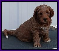 BT pups 7 weeks old 37100