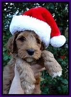BT pups 7 weeks old 38100