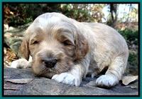 BT pups 3 wks old 331