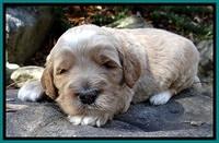 BT pups 3 wks old 341