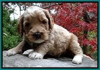 BT pups 4 wks old 401