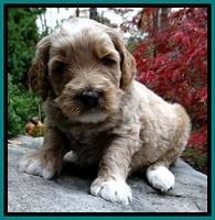 BT pups 4 wks old 421