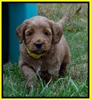 BT 4.5 weeks old 141 (2)