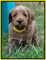 BT 4.5 weeks old 151 (2)