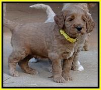 BT 4.5 weeks old 171