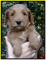 BT 5 wks old 241