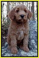 BT 8 pups 8 wks old 2100
