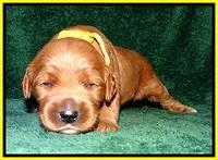 BT pups 2 wks old 801