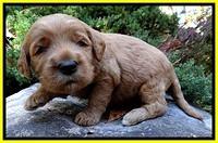 BT pups 3 wks old 231