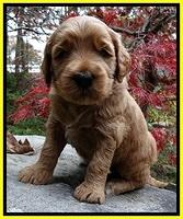 BT pups 4 wks old 321