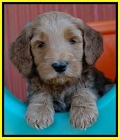 BT pups 6 wks old 221