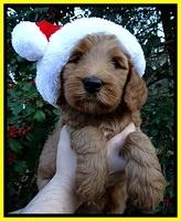 BT pups 7 weeks old 14100