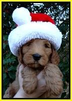 BT pups 7 weeks old 16100