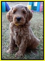 BT pups 7 weeks old 17100