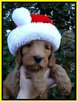 BT pups 7 weeks old 19100