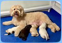 Callie Texas pups 2 wks old w mom 1