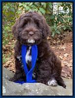 Callie Texas 8 wks old 51