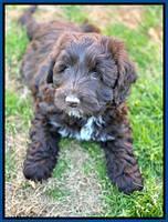 Callie Texas pups 7 weeks old 21