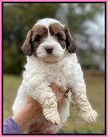 Callie Texas 6 wks old 51