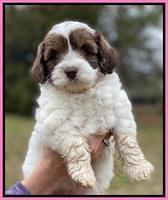 Callie Texas 6 wks old 61