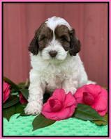 Callie Texas 6 wks old 91