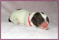 Callie Texas Newborn 4