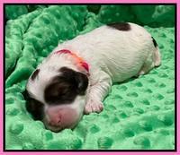 Callie Texas pups 1 wk old 41