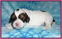 Callie Texas pups 2 wks old 31