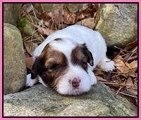 Callie Texas pups 3 wks old 81