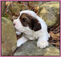 Callie Texas pups 3 wks old 91