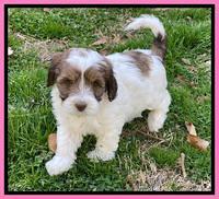 Callie Texas pups 7 weeks old 81