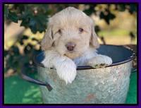 Callie Texas 5 wks old 181