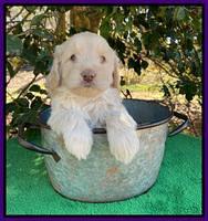 Callie Texas 5 wks old 201