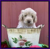 Callie Texas 6 wks old 141