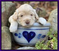 Callie Texas pups 3 wks old 111