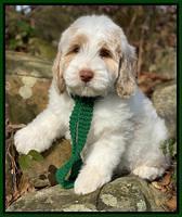 Callie Texas 8 wks old 151