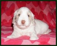 Callie Texas pups 4 wks old 121