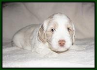Callie Texas pups 4 wks old 131