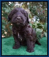 Caymen Solo pups 4 wks old 31