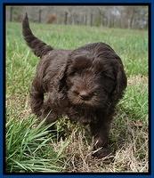 Caymen Solo pups 7 wks old11